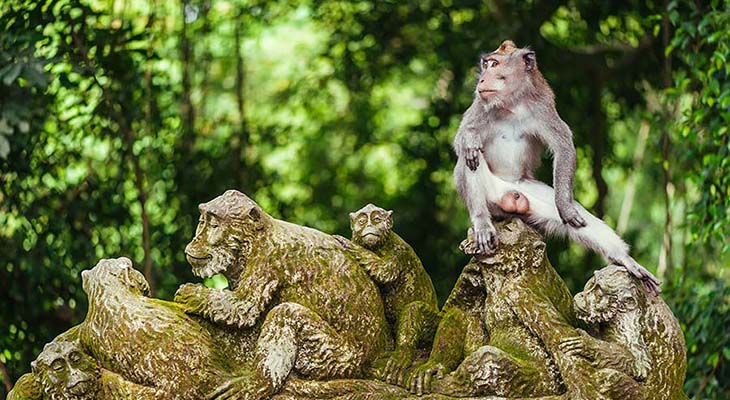 Monkey Forest Bali Tour